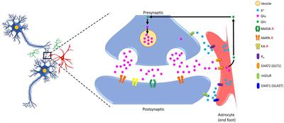 Neuron-astrocyte omnidirectional signaling in neurological health and disease